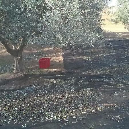 לינה וארוחת בוקר צ'רבטרי Casale Del Tiglio מראה חיצוני תמונה