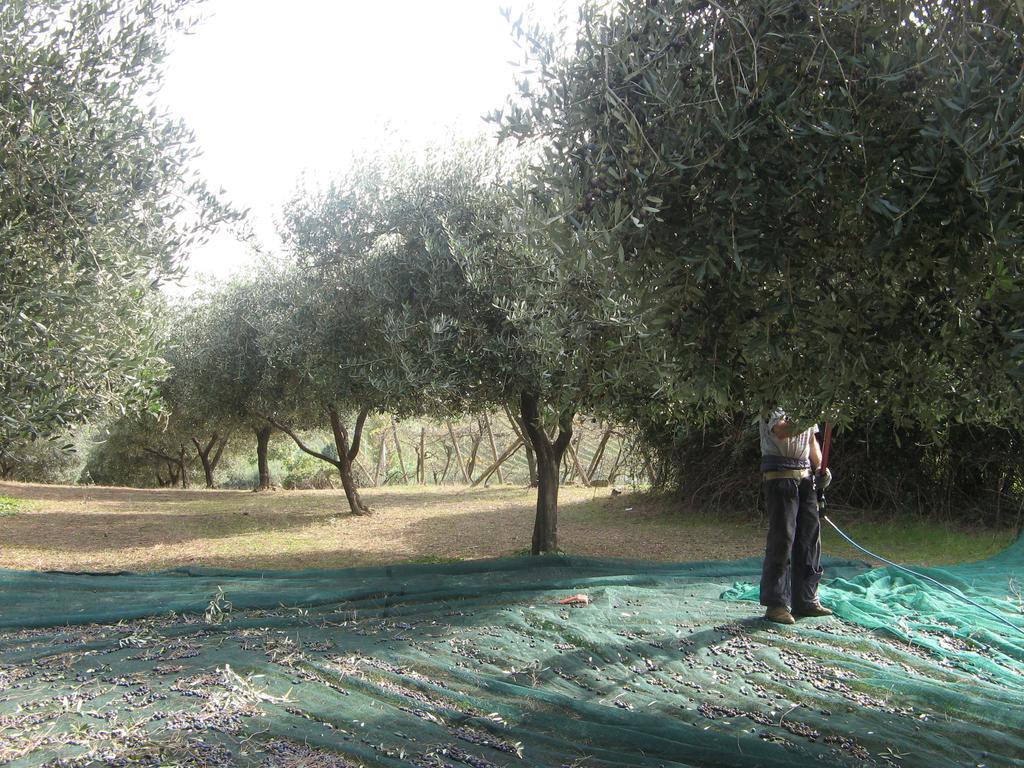לינה וארוחת בוקר צ'רבטרי Casale Del Tiglio מראה חיצוני תמונה
