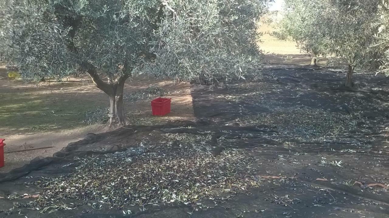 לינה וארוחת בוקר צ'רבטרי Casale Del Tiglio מראה חיצוני תמונה